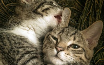 J’embrasse… ou pas, selon les moments!