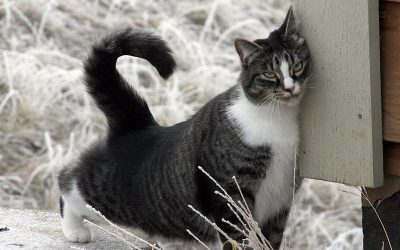 4èmeconférence de l’AFONT: «Tribologie, le frottement et le toucher» par le professeur Vincent Hayward