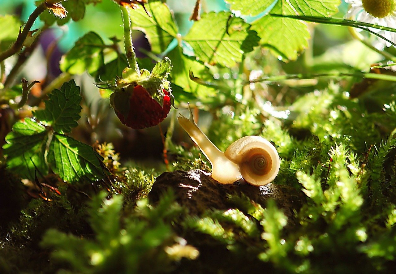 Dans un potager, sur un fond de verdure, un escargot tend au maximum son cou et ses cornes pour atteindre une framboise poussant en hauteur