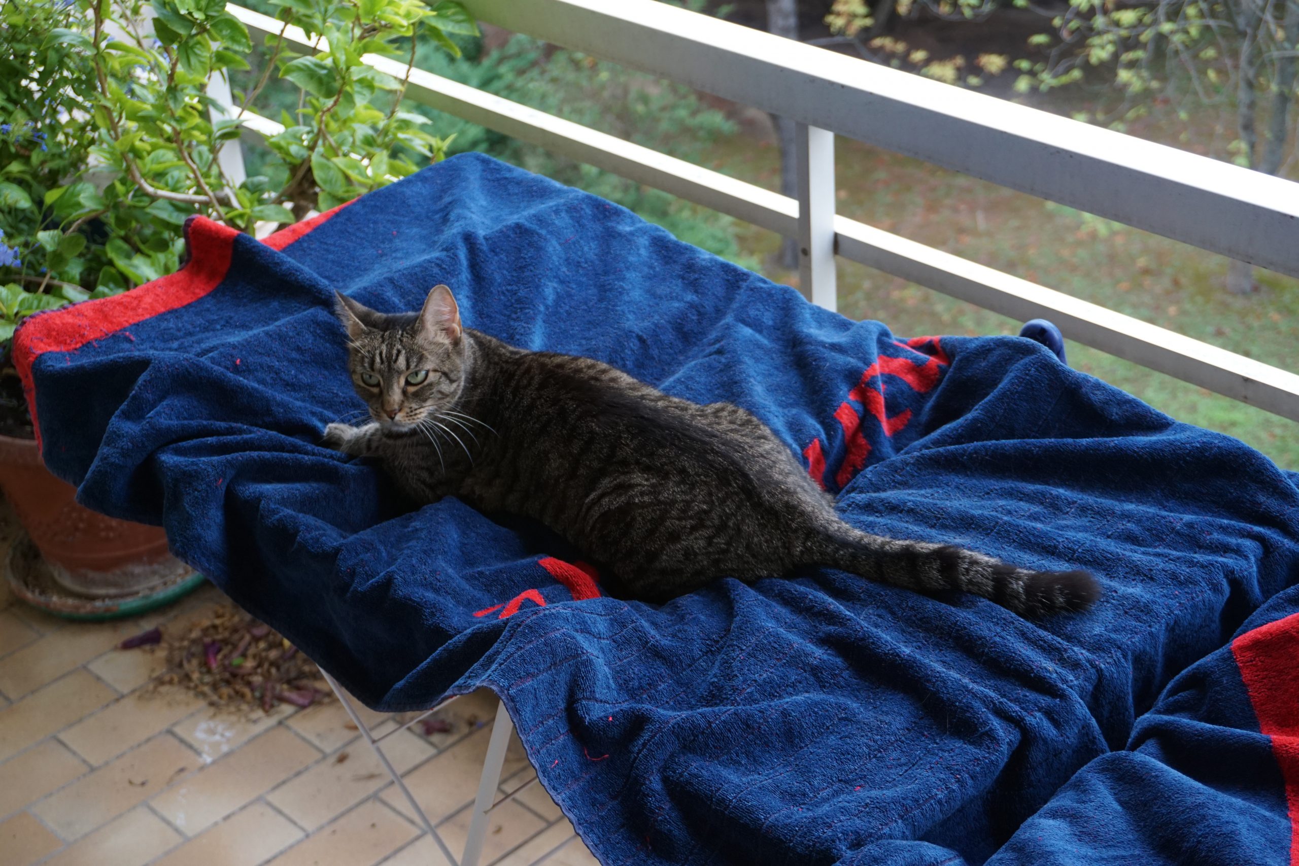 Sur un balcon, en plongée, une chatte est installée de tout son long pattes tendues sur un linge en train de sécher sur l'étendoir.