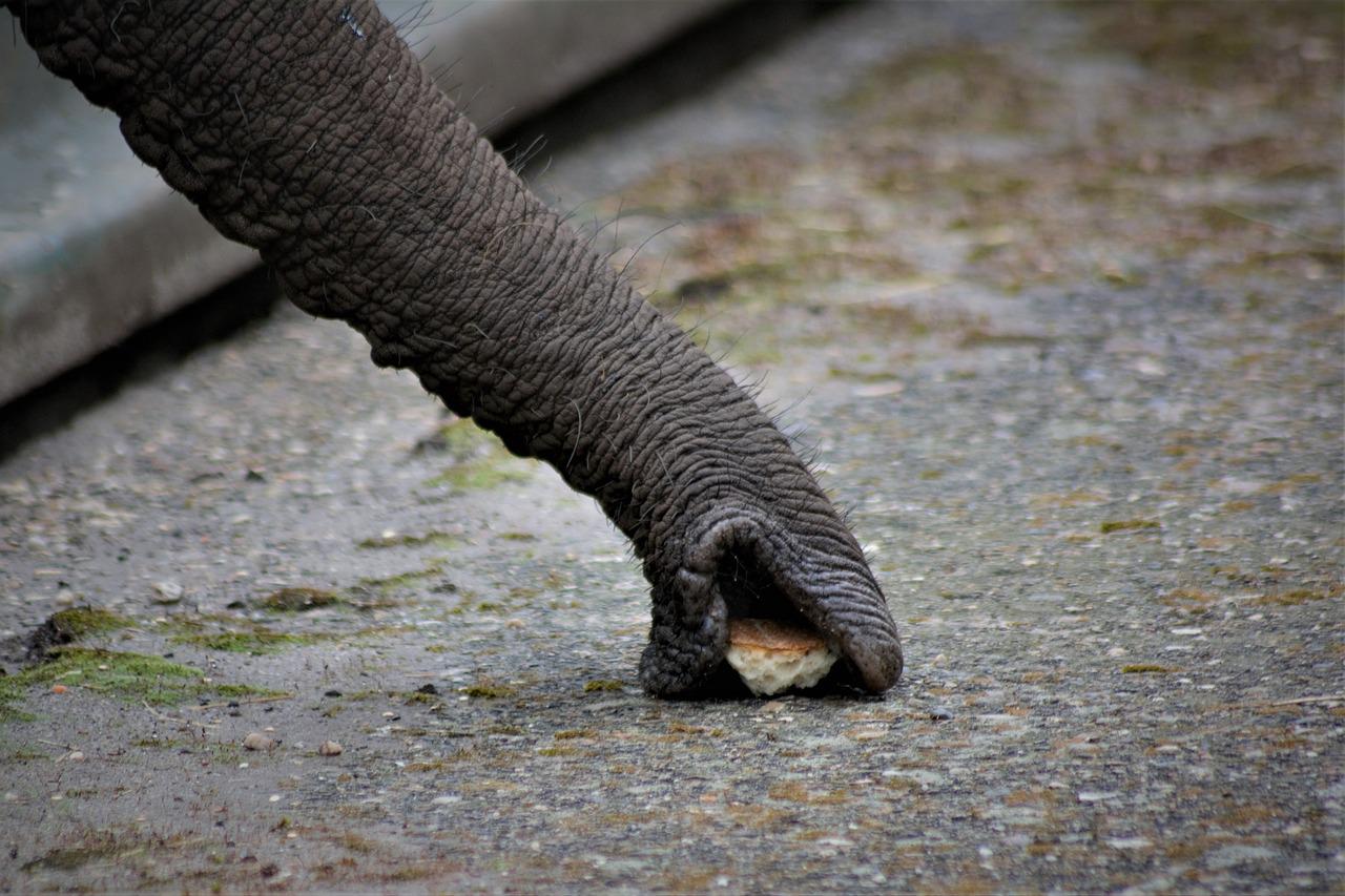 En gros plan, une trompe d'éléphant tâte un sol en pierres dans un mouvement de succion, de manière à identifier un petit morceau de pain et à s'en emparer. 