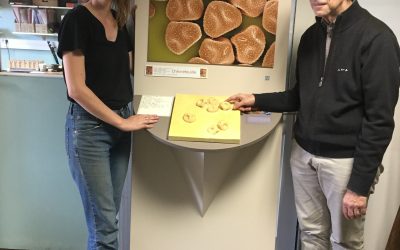 Polliniser la conscience tactile