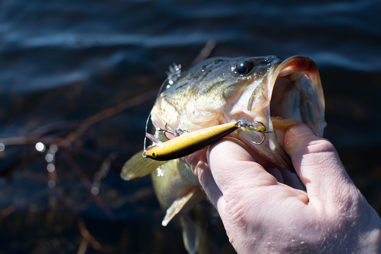 De face, en gros plan, les doigts d'un pêcheur ouvrent grand la bouche d'une truite pour enlever son hameçon. Le pouce fait levier sur la mâchoire inférieure, tandis que les autres doigts prennent le cou. La mouche pend sur le côté gauche.