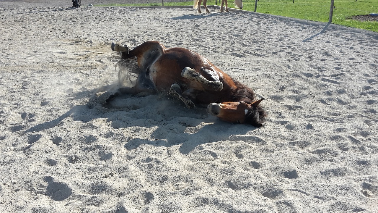 Un cheval se roule dans un mélange de sable et de terre battue, au milieu d'une carrière. En plein soleil, sur le dos, il est pris dans un mouvement qui soulève le sable avec ses pattes relevées. Sa queue fouette également l'air, propulsant du sable autour de lui. On distingue en haut de l'image, d'autres chevaux, debout, cherchant à brouter l'herbe autour de la carrière.