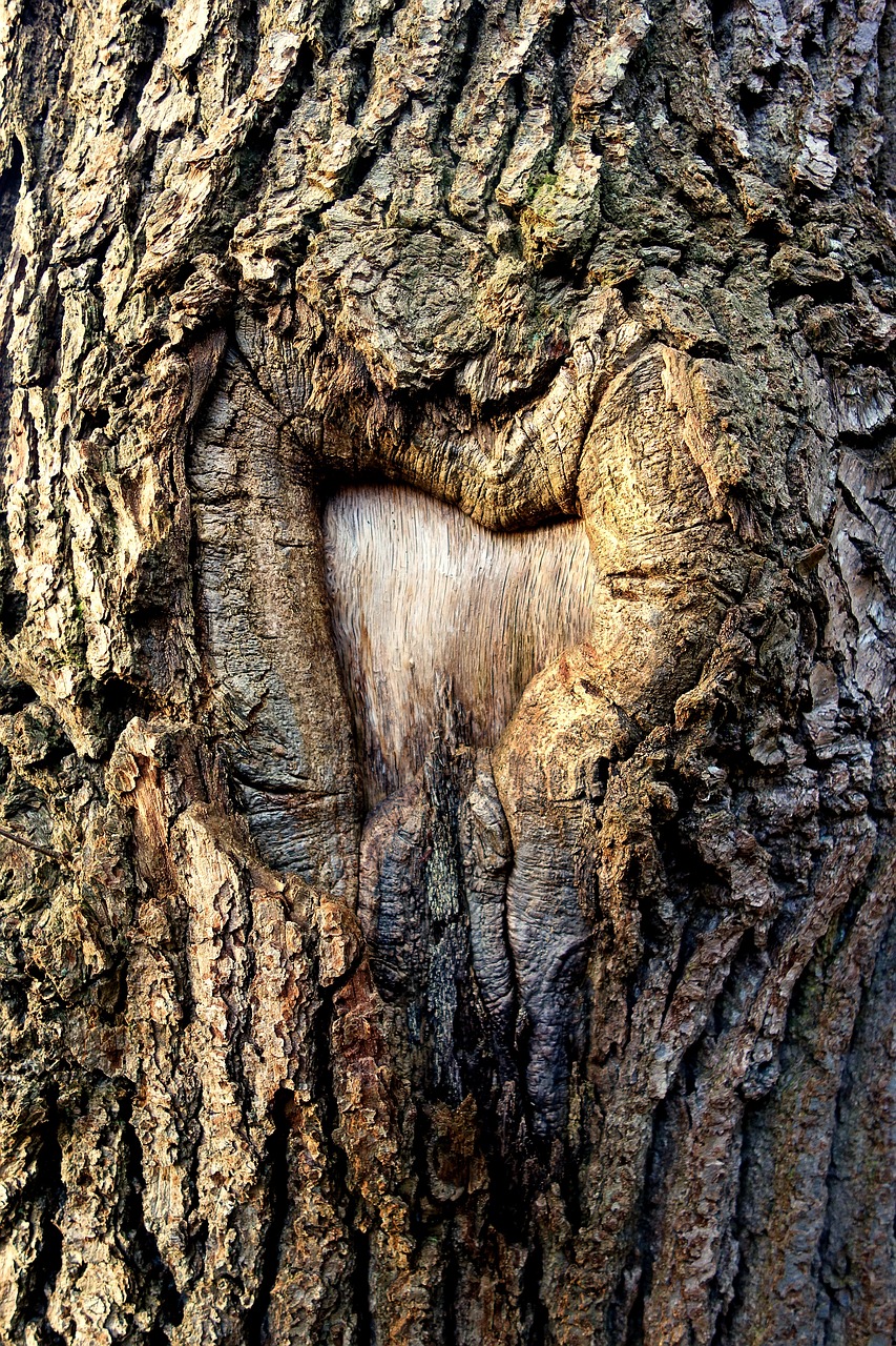 En gros plan, une cicatrice sur un arbre. Dans l'écorce du tronc, une boursouflure - dont la forme oscille entre le losange et le cœur - marque l'ancien emplacement d'une branche. L'écorce est gonflée sur les bords puis s'enfonce vers la plaie interne, plus claire que le reste et totalement lisse.
