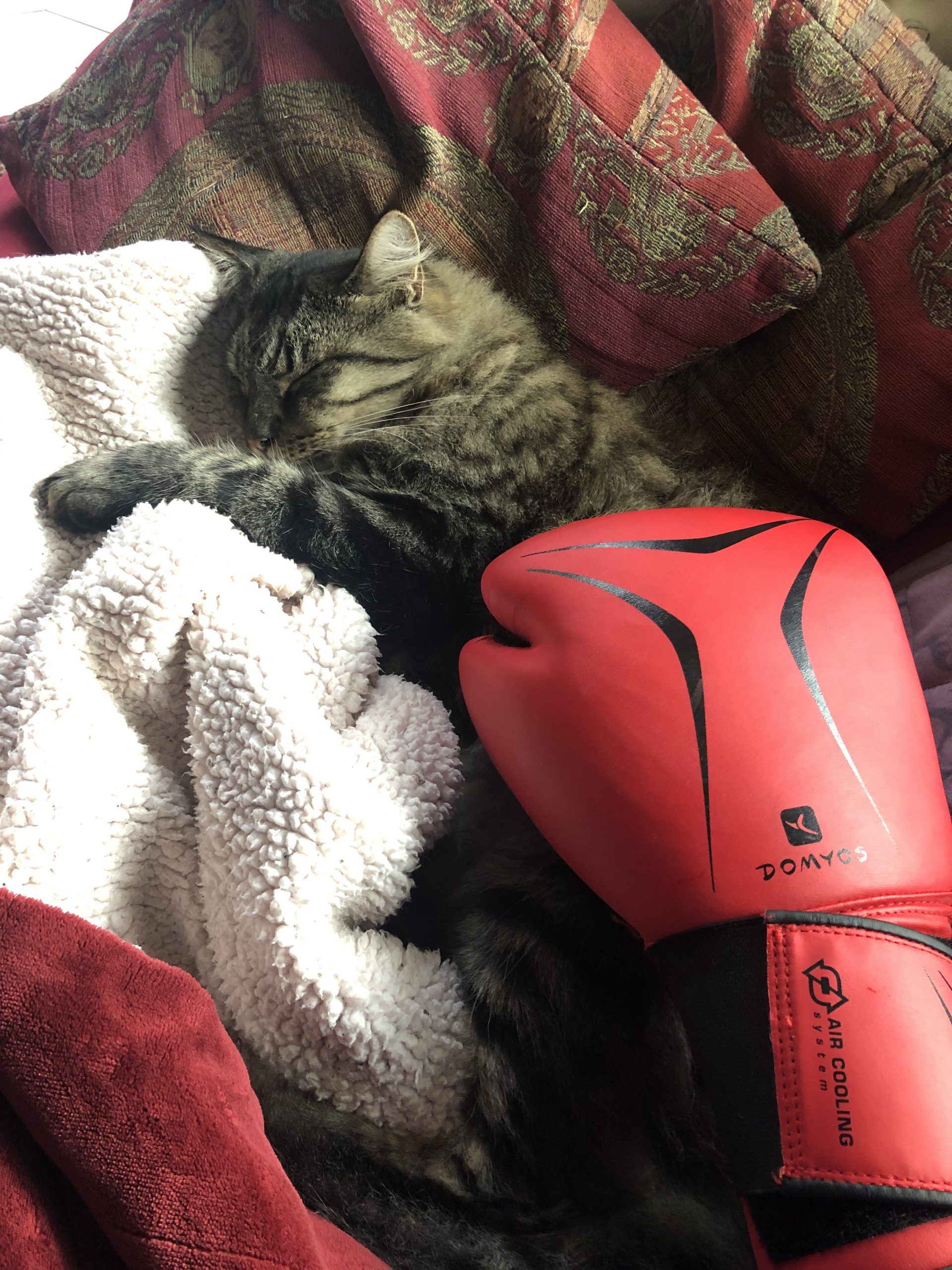 Vu d'en haut, un chat est lové au milieu de coussins, à moitié dans un plaid pelucheux, couché sur le côté, le buste et une patte dépassant du plaid. Sur son corps, un gant de boxe rouge est tendu vers lui dans une caresse. Le chat ne réagit pas ; sa queue touffue dépasse sous le gant.