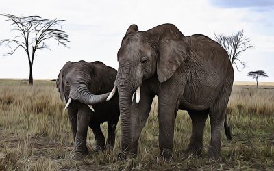 Extensions du domaine du tact dans le règne animal