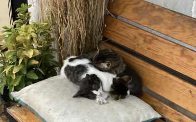 Se blottir, être blotti: des significations tactiles longtemps oubliées des dictionnaires