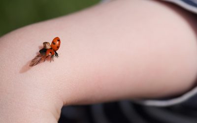 Caresser les bébés prématurés: Nadège Roche-Labarbe