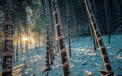 Un autre meilleur ami de l’homme: le bambou