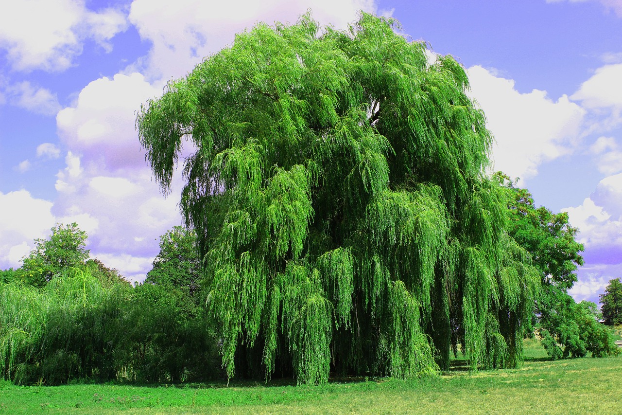 En bordure d'un champ, sur un ciel bleu parsemé de petits nuages blancs, un immense saule pleureur. Il est large mais, surtout, haut comme s'il était composé de plusieurs étages qui formeraient des têtes dont les feuilles basses rejoignent le niveau du dessous. D'un vert très brillant, il ondule très légèrement dans une brise légère sur sa partie haute, ce qui lui donne un mouvement contraire entre son bas et son haut.