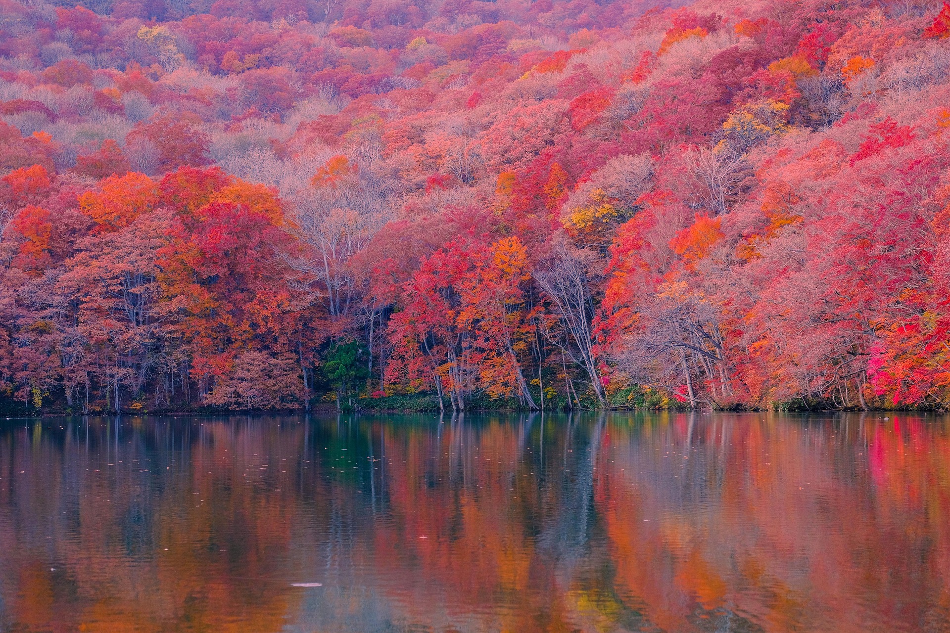 Une immense forêt en automne vue depuis l'autre côté d'un lac sur lequel elle se reflète à l'infini. Les arbres sont un fondu de rouge, orange et rose, avec juste une pointe de gris lorsqu'on distingue leur tronc. Les couleurs sont aussi fondues les unes dans les autres dans le reflet du lac que dans la réalité. Seuls un arbre et des rochers moussus proches de la rive sont verts.