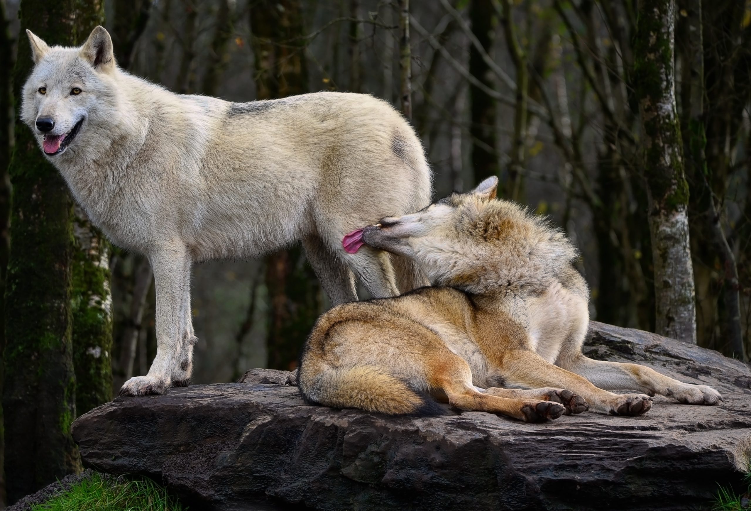 Postés sur un rocher avec la forêt en fond, deux loups adultes au poil clair. Celui de gauche est debout, le regard porté vers l'horizon. Celui de droite est allongé vers la droite et tend sa tête complètement tournée vers la direction opposée à son corps, vers le loup debout, pour lui lécher la patte arrière.