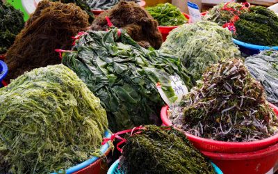 Goémoniers: d’abord la main, puis l’oreille ou l’œil