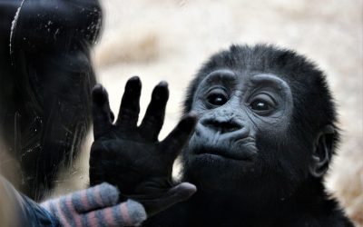 «Câlin comme un singe»