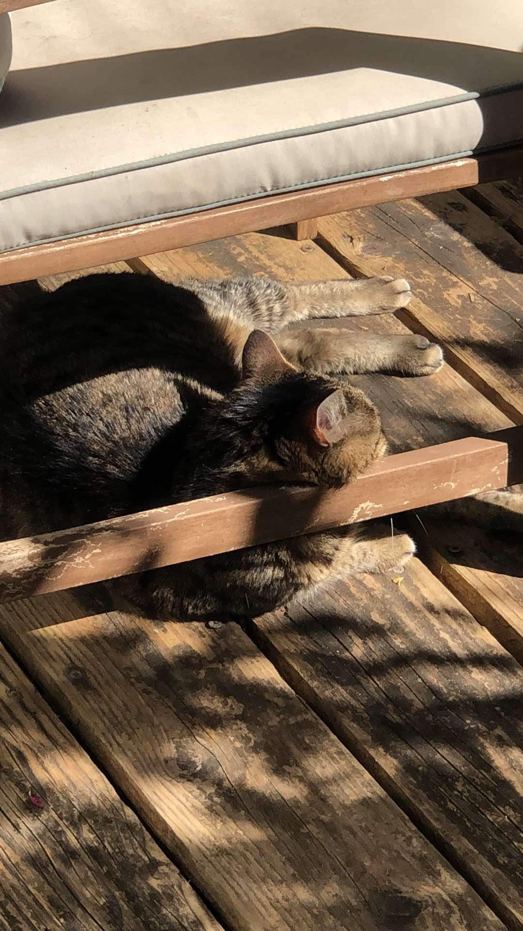 Sur une terrasse en bois à la fois baignée de soleil et mouchetée de taches d'ombre dessinées par des végétaux, un chat dort sous un siège de jardin. On le voit de profil, la tête appuyée comme sur un coussin contre un des barreaux reliant les pieds de la chaise. Au-dessus de lui, le coussin du fauteuil est quadrillé par l'ombre d'une pergola et le chat est à moitié à l'ombre de l'assise, à moitié au soleil, une partie du corps également dans la propre ombre de ses oreilles.