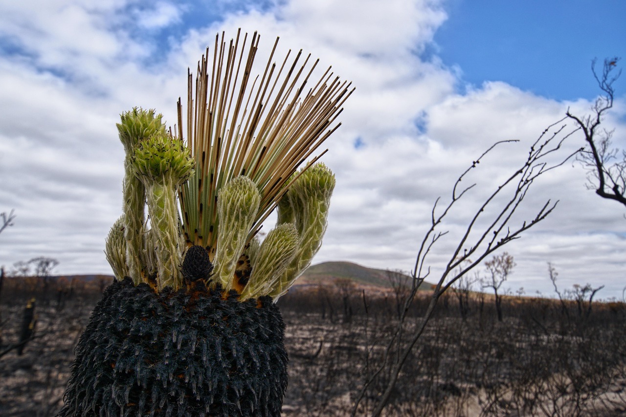 Dans un paysage australien d'une terre brulée, une plante native est au premier plan, la Kingia. Au dernier plan, le ciel avec une montagne ; en plan moyen, une étendue d'arbres et de terre brulés. Au premier plan, la Kingia ressemble à un petit poulpe tête en bas. Sa base oblongue est noire de suie et brulée. Sur cette base repoussent, en vert, comme des tentacules, des tiges ressemblant à des plantes grasses ou des cactus. Au centre de ces tiges, des palmes également en repousses.